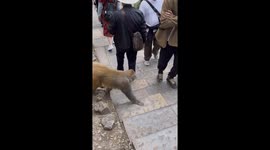 Monkey grabs bottle of water from hiker
