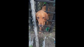 Hapless pet dog found with its head stuck in gate
