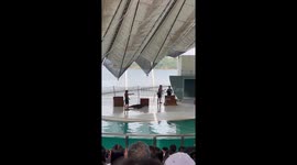 Aquarium visitor falls into pool while copying sea lion