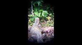 Water monitor lizard eats porcupine