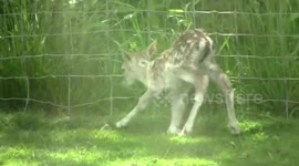Newborn fawn takes its first steps