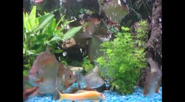 Silver Dollar Fish playing with dinner