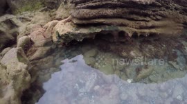 Porto Santo Free Snorkeling Tour - Moray eel is hunting @1