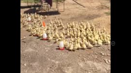 Ducklings appear to 'fall in line when their owner tells them to'