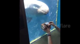 False killer whale 'dances' to lullaby