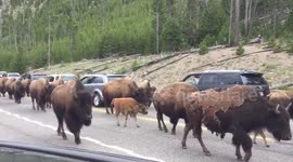 Dozens of bison walk through queue of cars in Yellowstone