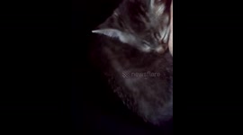 Chaton moustache