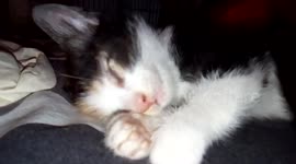 Chaton qui dort très très bien