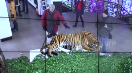 Interactive tiger display in China