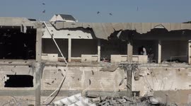 Thousands of fruit bats flee after habitat was demolished