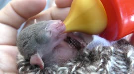 Rescuers feed orphan injured bat after demolition