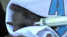 Rescuers feed orphan injured bat after demolition