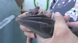 Rescuers give water to orphan injured bat after demolition