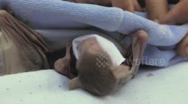 Baby bat waits in triage for treatment and feeding after demolition of its habitat