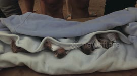 Baby bats wait in triage for treatment and feeding after demolition of its habitat