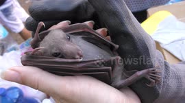 An adult bat waits for treatment and feeding after demolition of its habitat