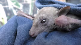 An exhausted adult bat waits for treatment and feeding after demolition of its habitat