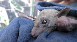 An exhausted adult bat waits for treatment and feeding after demolition of its habitat