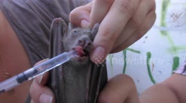 Rescuers volunteers give water to injured bat after demolition of its habitat