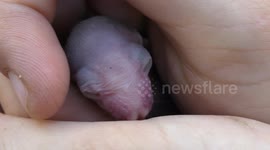 A baby orphan bat waits for treatment and feeding after demolition of its habitat