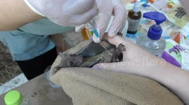 Vets treat wound of injured bat after demolition of its habitat
