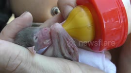 Rescuers hand bottle feed orphan injured bat after demolition of its habitat