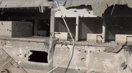 Thousands of fruit bats flee after habitat was demolished.