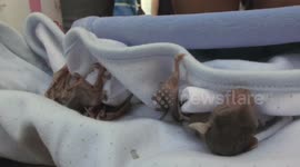 A baby orphan bat waits for treatment and feeding after demolition of its habitat