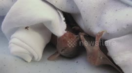 A baby orphan bat waits for treatment and feeding after demolition of its habitat