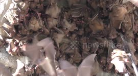 Thousands of fruit bats flee after habitat was demolished