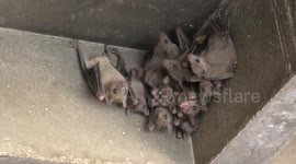 Thousands of fruit bats flee after habitat was demolished