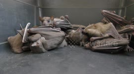 Bats wait in triage for treatment and feeding after demolition of their habitat