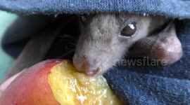 Rescuer feeds orphaned injured bat after demolition of its habitat