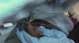 Rescuer volunteer gives water to injured bat after demolition of its habitat