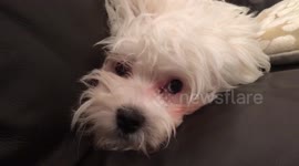 Maltese Poodle dogs trying to get a smell out of their nose