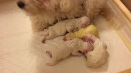 10 Minuite Old Maltipoo Puppies