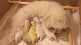 Maltipoo Puppies First Feed