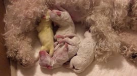 Maltipoo Puppies Feeding