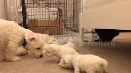 Maltipoo Puppies First Steps