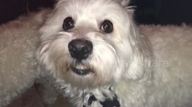 When i dog licks wee, they chatter their mouth...