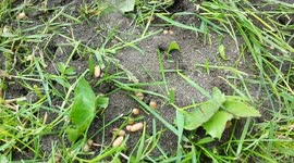 Ants & Eggs