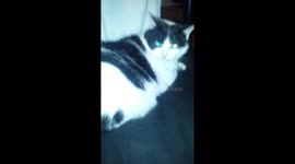 cat packs a punch