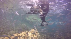 Diver surrounded by hundreds of fish and sea lions