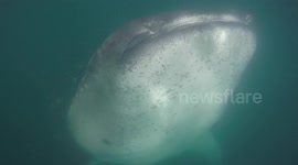 Diving with Whale Shark