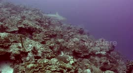 Shark dive in Colombia