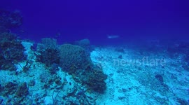 Diving with Eagle Rays