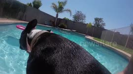 Dog gone wild