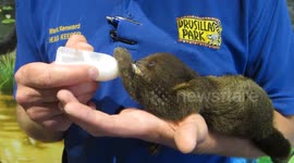Tiny orphaned sloth being kept alive by zoo keepers