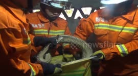 Firefighters catch a python in a bathroom