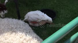 Duck getting inappropriate at a kid's party petting zoo